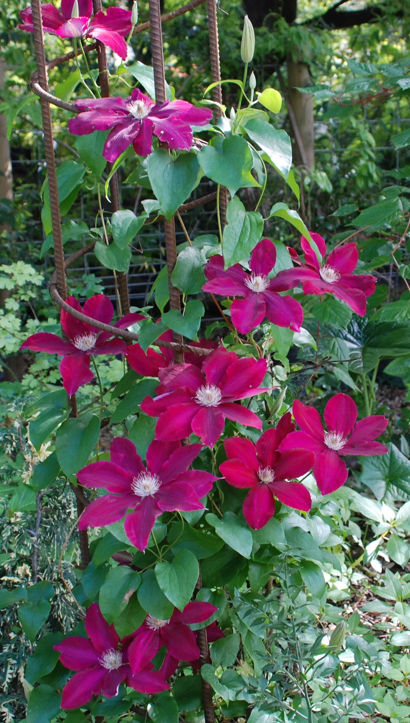 Клематис ребекка фото Clematis 'Rebecca' Peacock Horticultural Nursery Blog