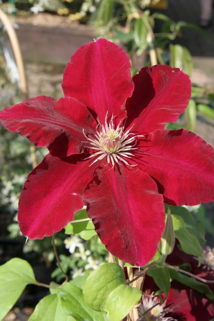 Клематис ребекка фото Clematis 'Rebecca' - Vibrant Red Climbing Flower