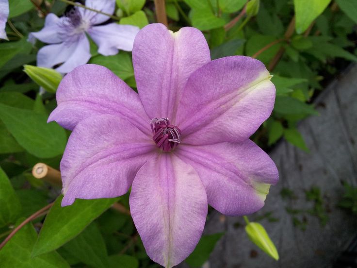 Клематис ребекка фото Clematis patens Moonfleet 'Evipo046' in 2023 Clematis, Single flower, Perennial 