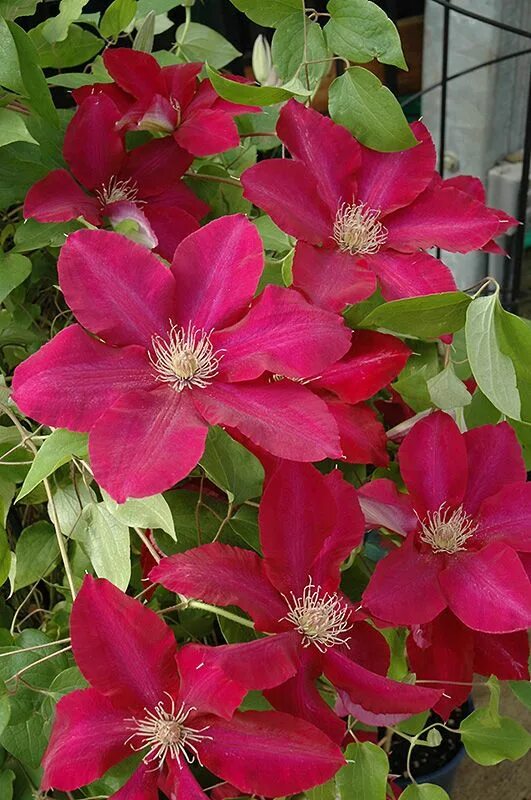 Клематис ребекка фото и описание Vibrant Rebecca Clematis at Canadale Nurseries