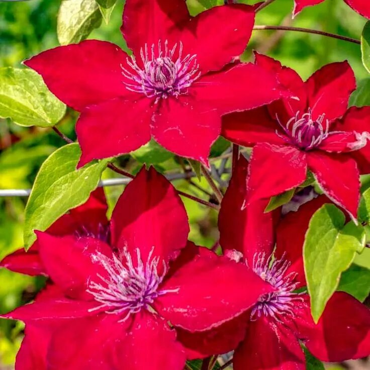 Клематис ред фото Spring Hill Nurseries Nubia Clematis Vine, Live Bareroot Perennial Plant, Red Fl