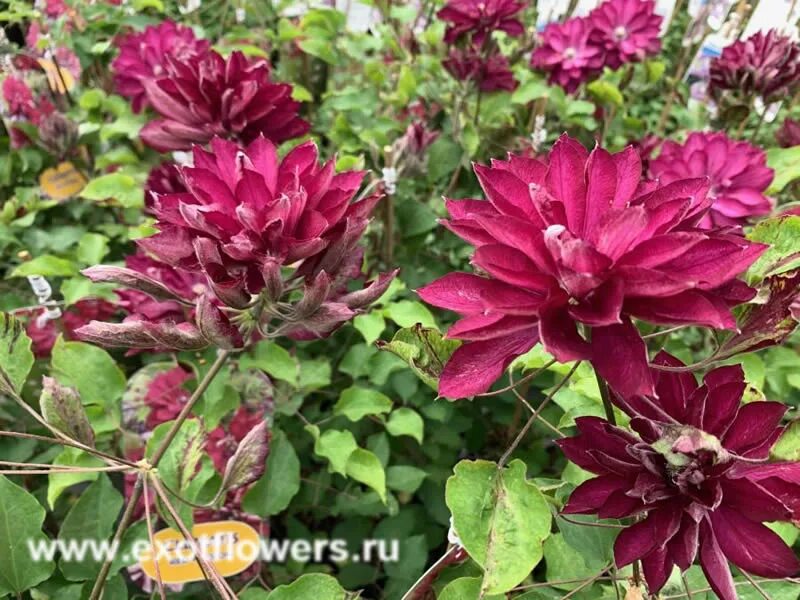 Клематис ред фото Клематис Red Passion Магазин EXOTFLOWERS