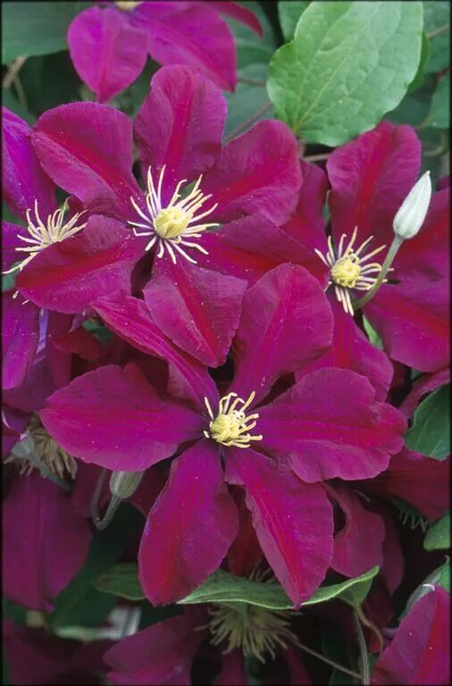 Клематис ред фото Niobe - Clematis Vines - Donahue's Greenhouse