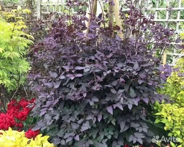 Клематис ректа фото Клематис мелко цветковый Recta purpurea купить в Москве Товары для дома и дачи А