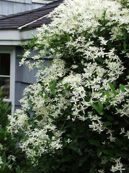 Клематис ректа фото Clematis Paniculata Vine, Sweet Autumn Clematis Clematis paniculata, Autumn clem
