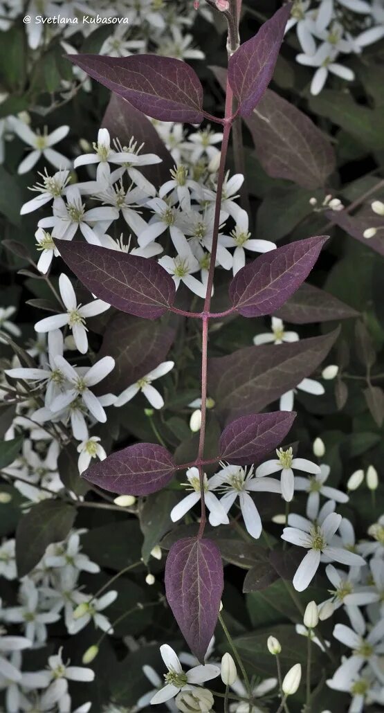 Клематис ректа фото Clematis recta - Image of an specimen - Plantarium