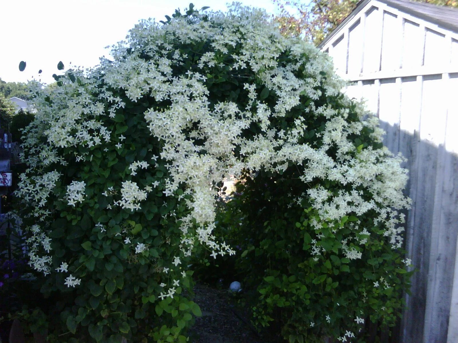 Клематис ректа фото Sweet Autumn Clematis Vine - Clematis paniculata - Fragrant - 2.5" Pot - Walmart