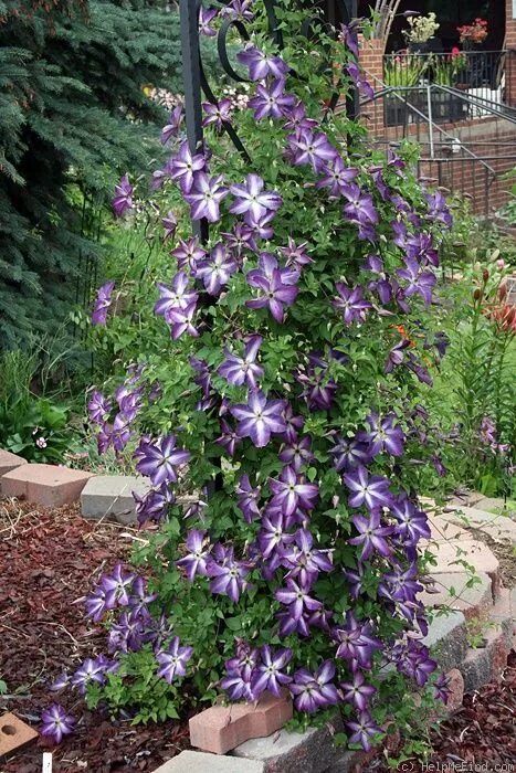 Клематис рока кола фото и описание Venosa Violacea' Flowering vine plants, Clematis plants, Clematis