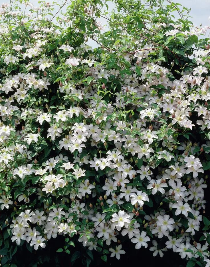 Клематис рока кола фото и описание Clematis 'Huldine' Clematis, Clematis vine, Flowering vines