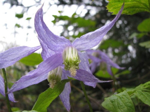 Клематис рока кола фото и описание Rock clematis (Clematis columbiana) Flower, Leaf, Care, Uses - PictureThis