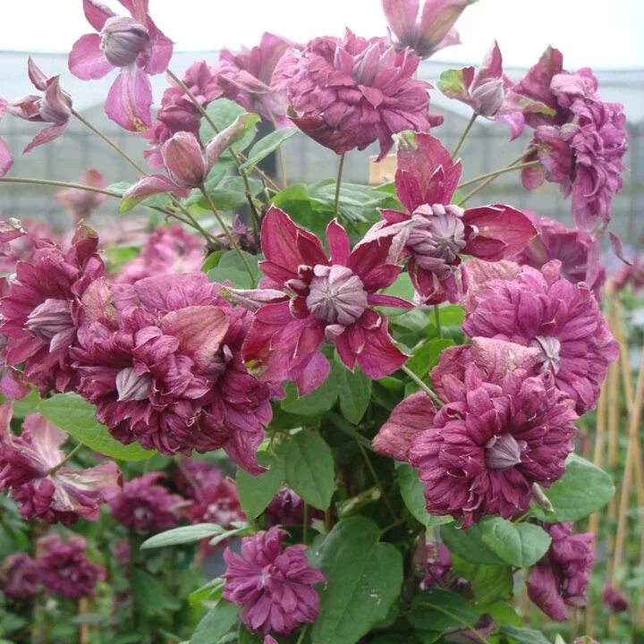 Клематис роко колла фото и описание Clematis viticella Plant - Purpurea