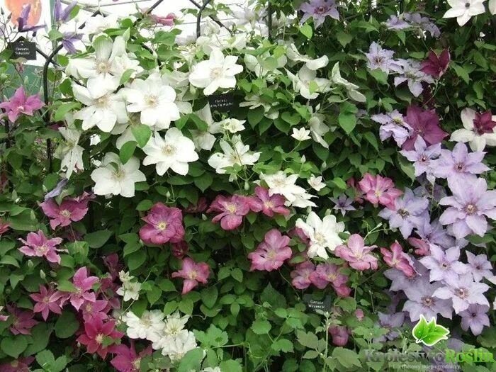 Клематис роко колла фото и описание Clematis 'Jan Pawel II' - Google Search