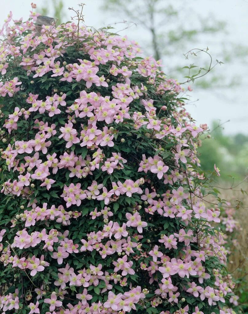 Клематис роко колла фото и описание Clematis montana 'Mayleen' - Google Search Clematis montana, Clematis, Woodland 