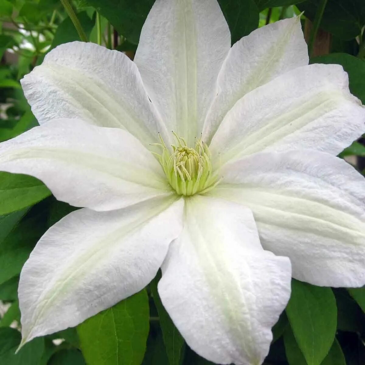 Клематис роко колла фото и описание Клематис гибридный Роко-Колла (Clematis hybriden Roko-Kolla) 2 л контейнер 60-90