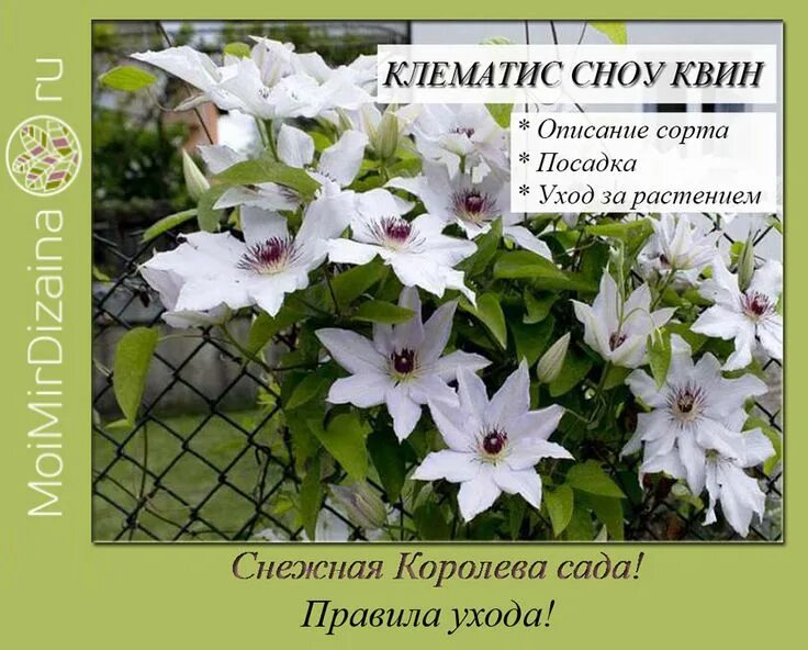 Клематис роко колла фото и описание Клематис Сноу Квин (можно встретить название и в переводе - Снежная Королева) яв