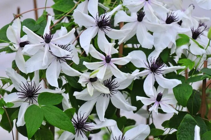 Клематис роко колла фото и описание Clematia courtoisii Exotische bloemen, Donkerrode bloemen, Clematis