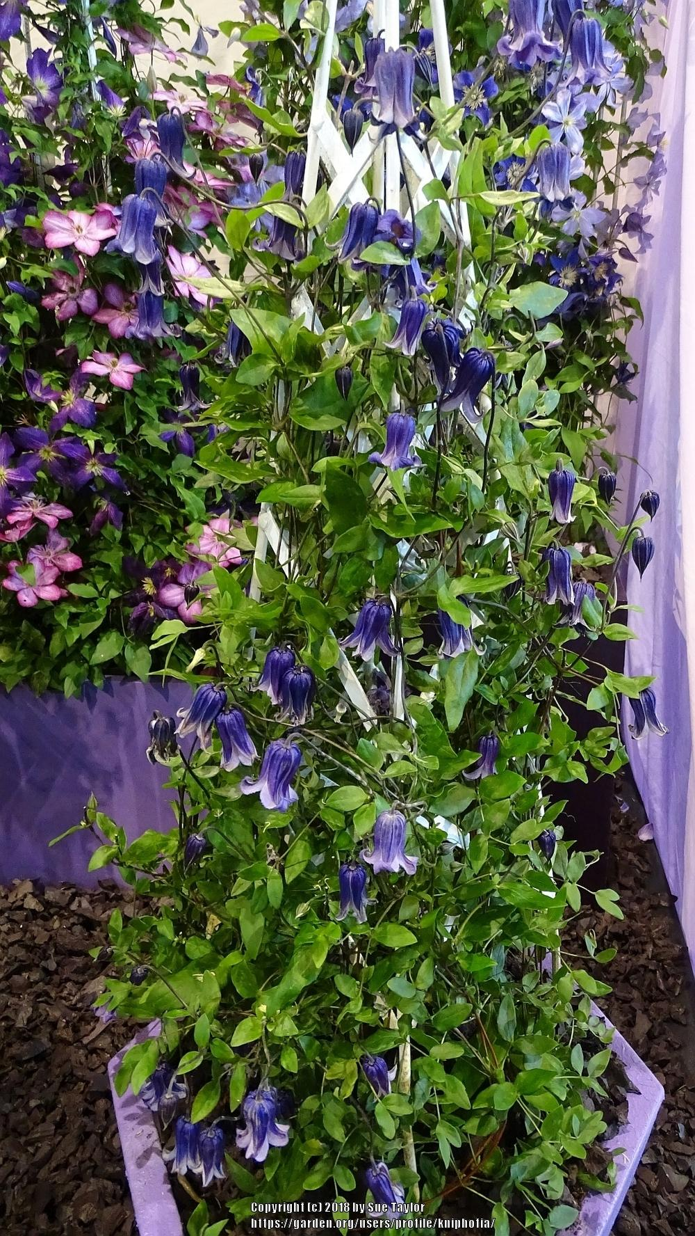 Клематис роогучи фото и описание сорта отзывы Beautiful Clematis 'Rooguchi' Plant Photo