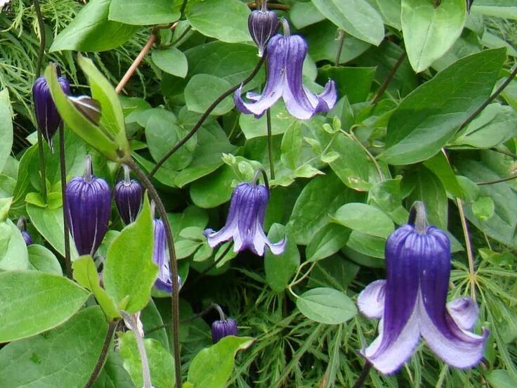 Клематис роогучи фото и описание сорта отзывы Clematis Rooguchi Clematis, Clematis texensis, Clematis flower