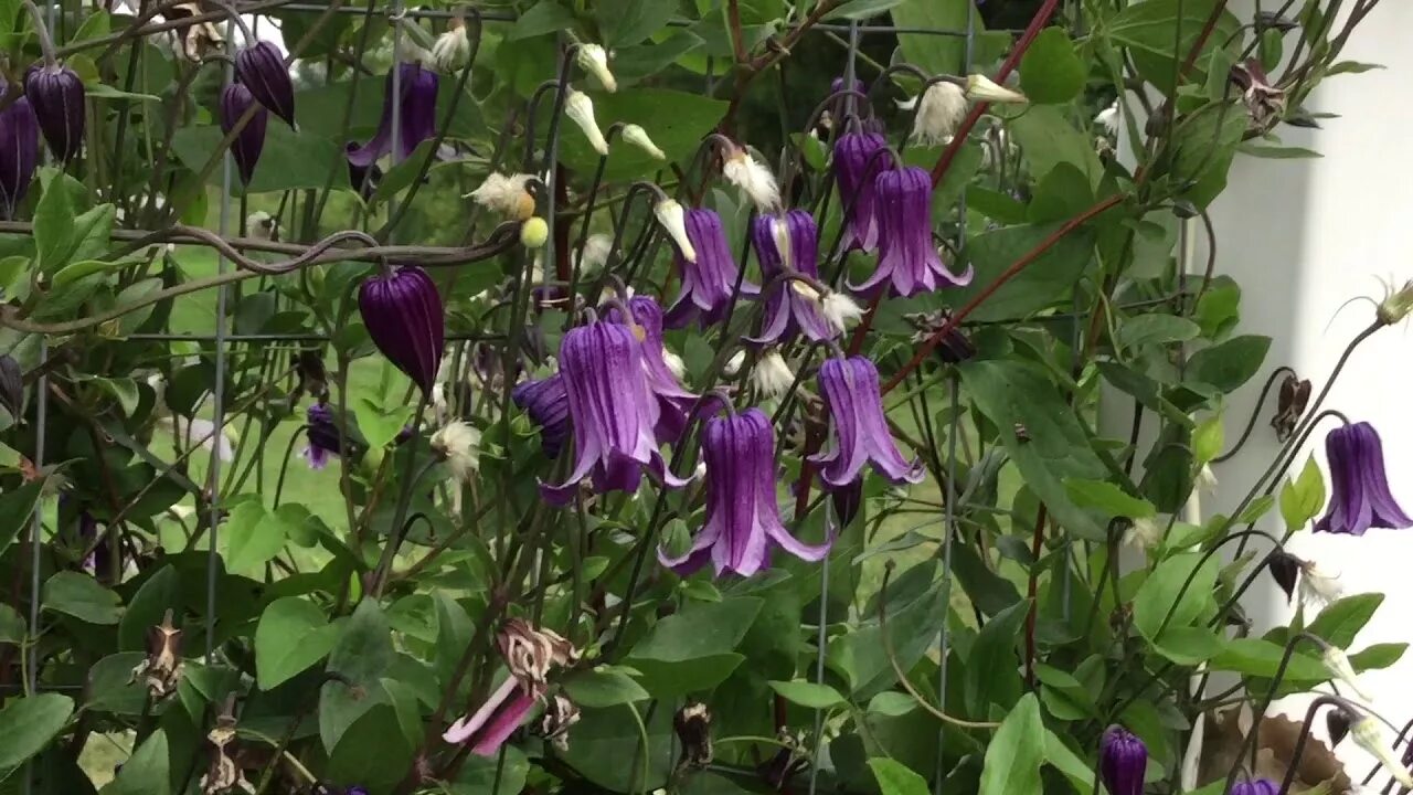 Клематис роогучи фото и описание сорта отзывы Clematis 'Roguchi' www.gardencrossings.com - YouTube