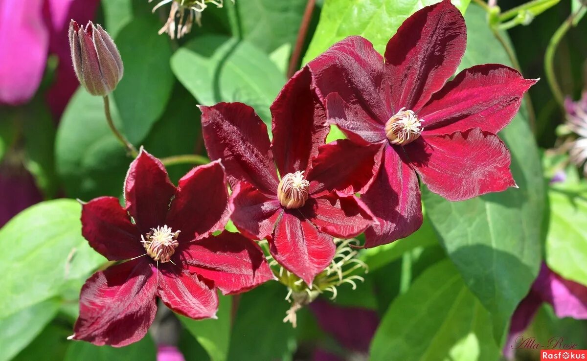 Клематис rouge cardinal фото Фото: Клематис "Руж Кардинал" (Clematis "Rouge Cardinal"). Фотограф Алла Кравцов