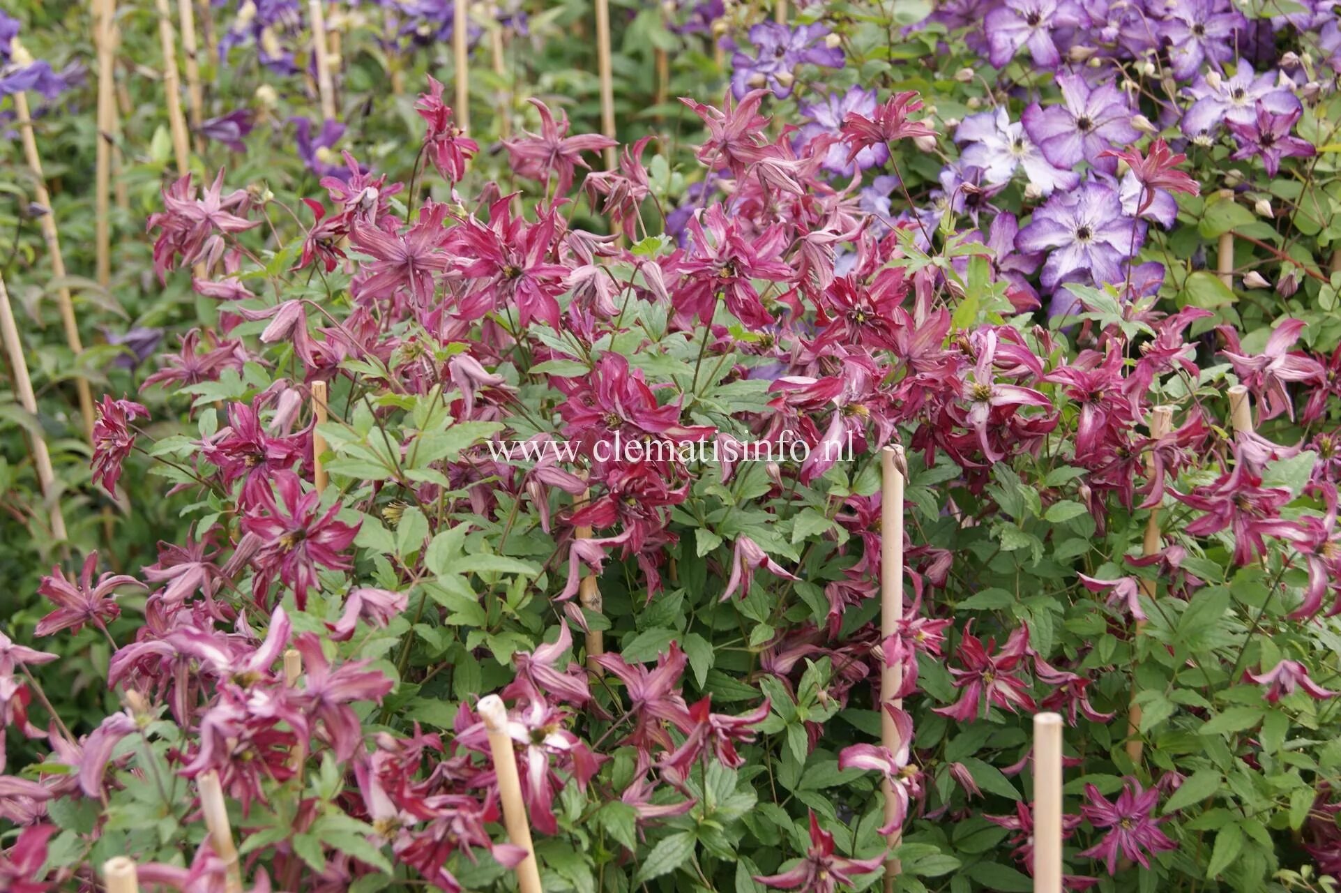 Клематис розалин фото Clematis ROSALYN