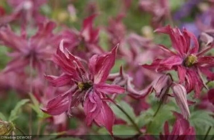 Клематис розалин фото Clematis 'Rosalyn' Zo 09087' - Ranunculacae - Clematite