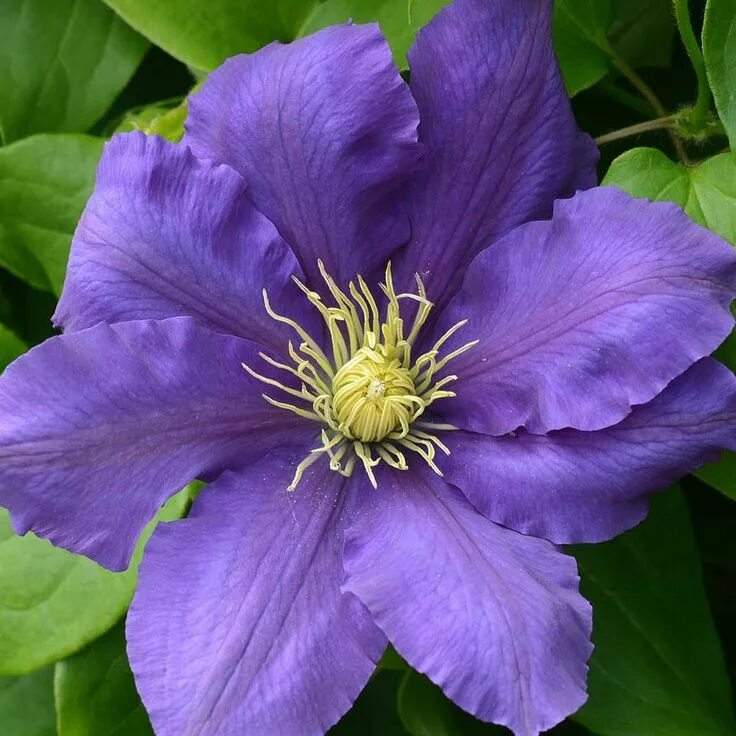 Клематис розалин фото Clematis Chevalierâ"¢ evipo040 plants