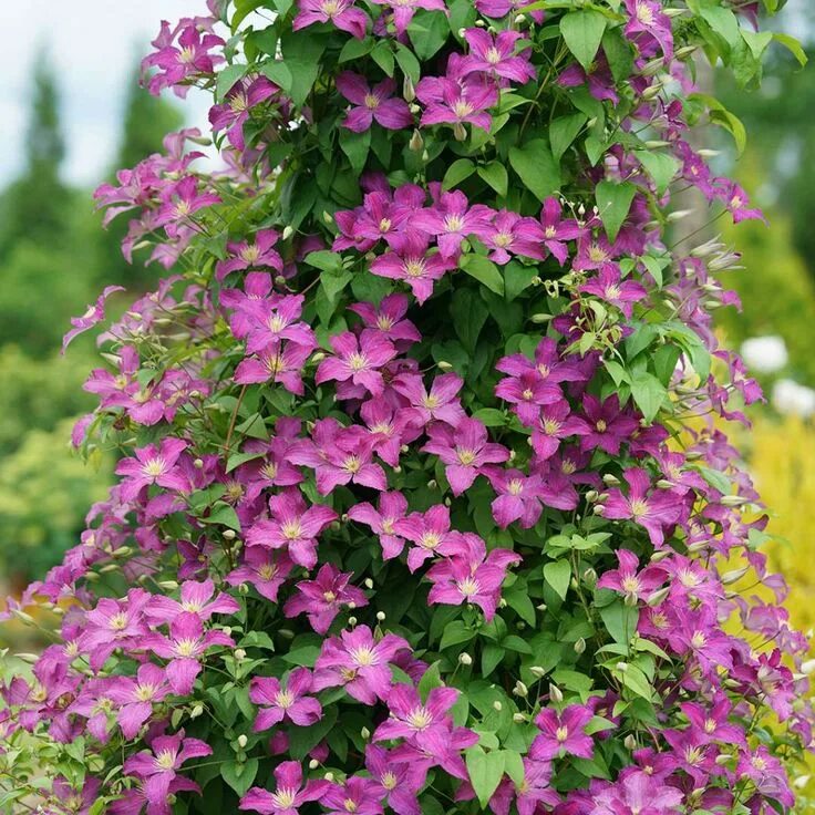 Клематис розамунда фото и описание отзывы Jolly Good Clematis Spring Meadow - wholesale liners - Spring Meadow Nursery Cle