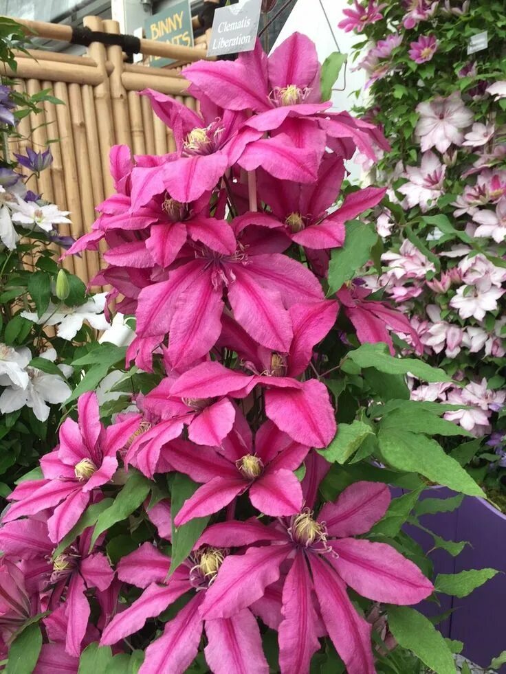 Клематис розамунда фото и описание отзывы Clematis Liberation Clematis flower, Flowering vines