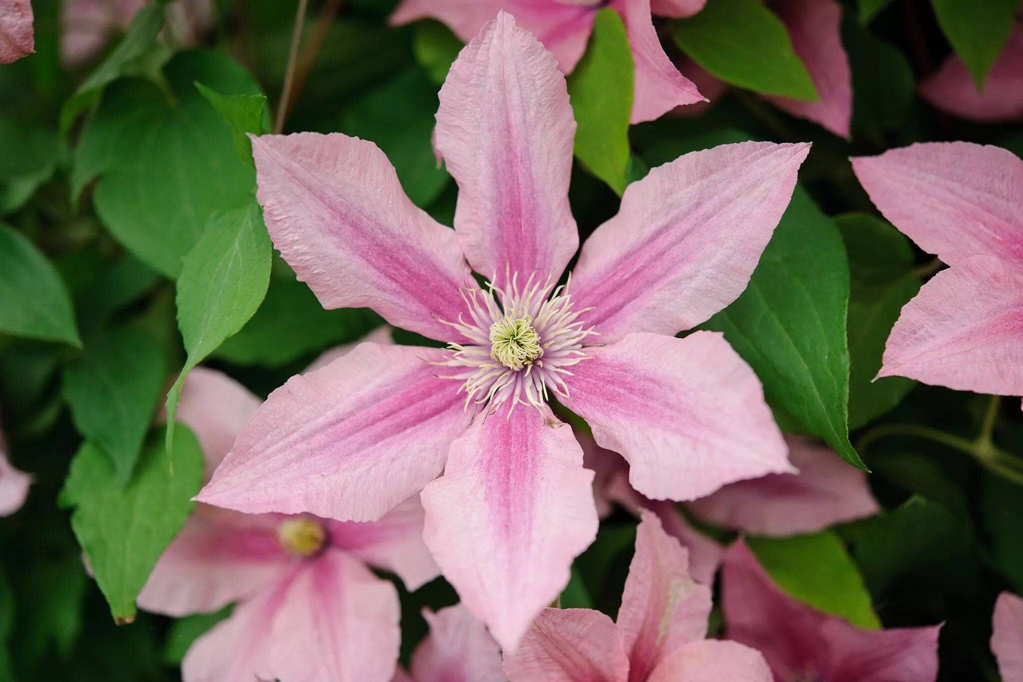 Клематис розамунда фото и описание отзывы Clematis 'Rosamunde' Clematis, Plants, Garden planning