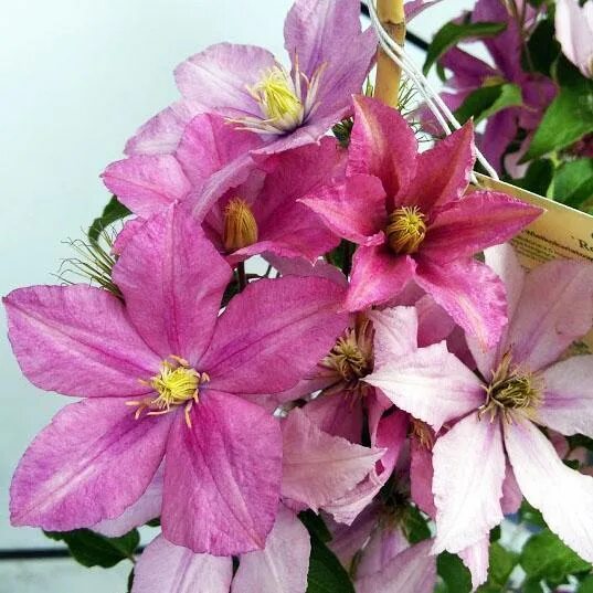 Клематис розамунда фото и описание отзывы Клематис Rosamunde (Розамунда) купить выгодно ✵ Сады-Эдема.рф -интернет магазин 