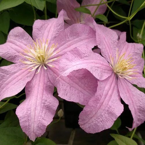 Клематис розамунда фото и описание отзывы Clematis 'Danuta' plant lust Clematis, Plants, Single flower