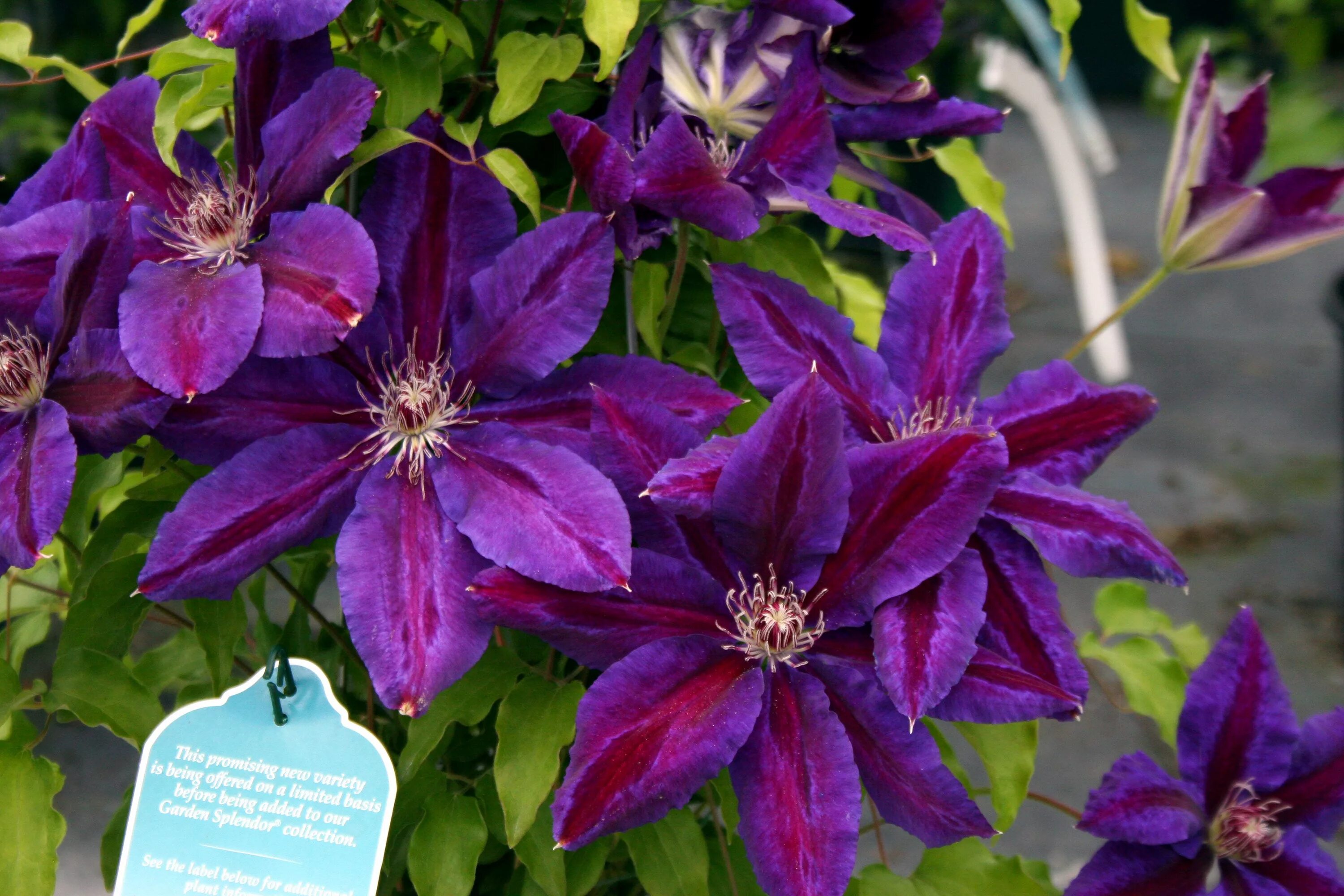 Клематис розамунда фото и описание сорта Clematis 'Wildfire' is a spectacular new variety The 6- 8" big flowers are viole