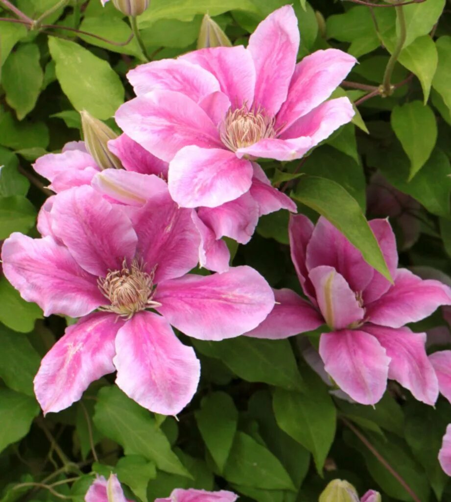 Клематис розамунда фото и описание сорта Clematis - planting, pruning and advice on caring for this flower vine Flowering