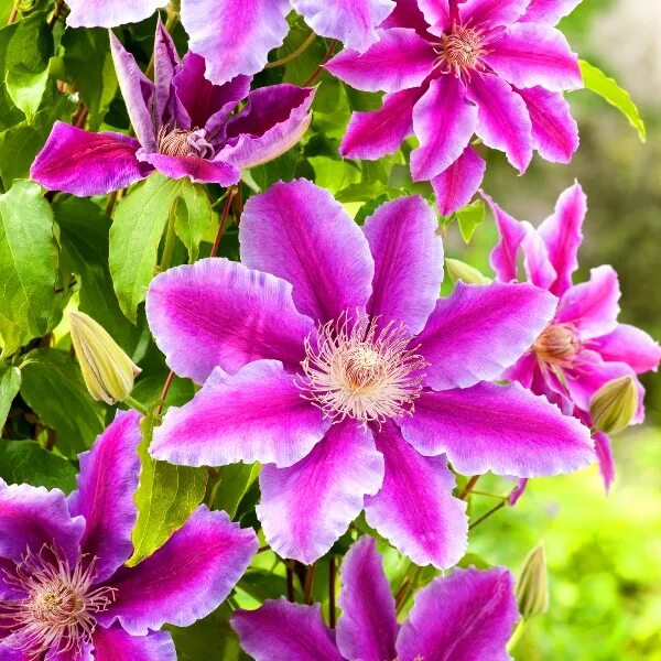 Клематис руппель фото Клематис Clematis "Doctor Ruppel" : Р9 Сибирские газоны - Сибирские газоны