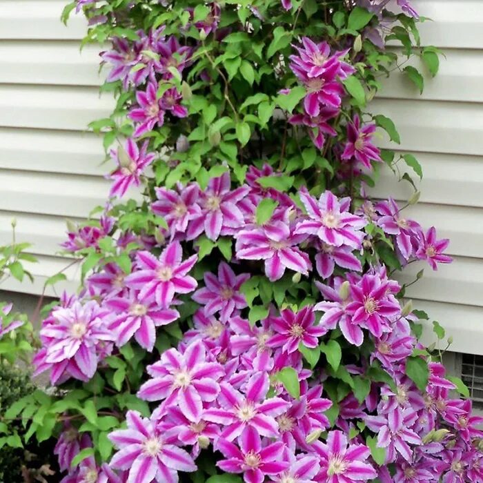 Клематис руппель фото Clematis "Dr. Ruppel"
