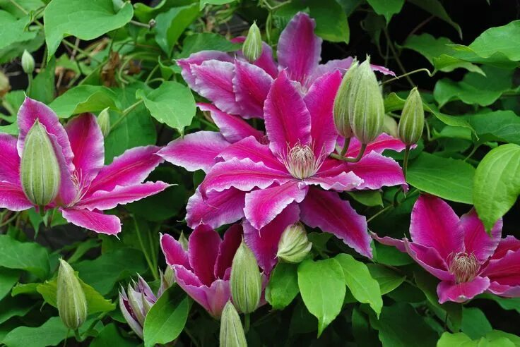 Клематис руппель фото New flowers on Clematis "Dr. Ruppel" (AGM) Clematis, Flores na varanda, Flores