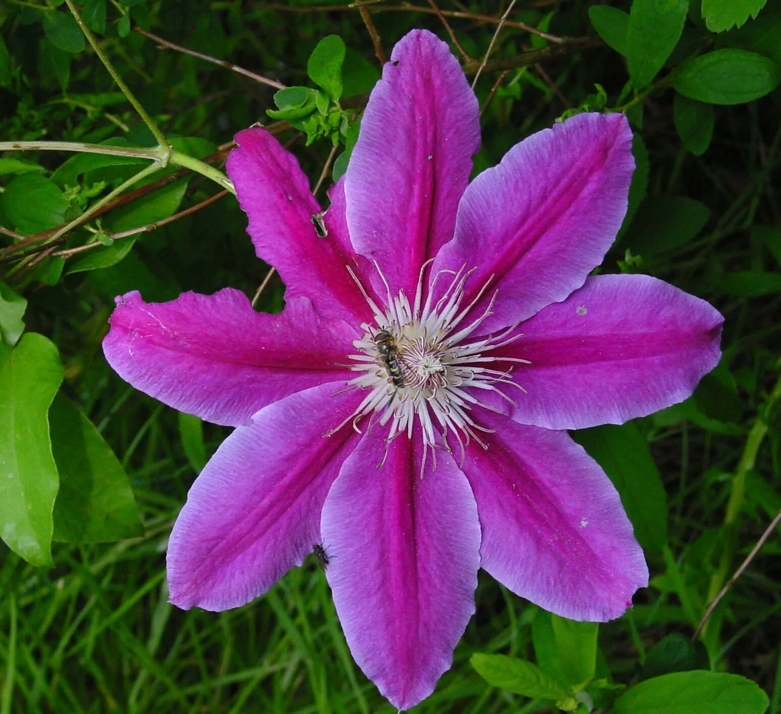 Клематис руппель фото Climbing plants, Plants, Clematis