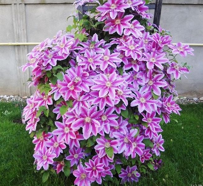 Клематис руппель фото Клематис (Clematis Dr. Ruppel P7) купить за 653.00 р. в садовом центре Каширский