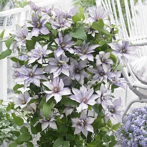 Клематис рутель фото Patio Clematis Samaritan Jo(TM) Boulevard(R) Evipo075(N) Clematis plants, Clemat