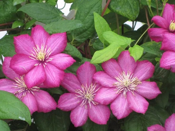 Клематис руж фото Rouge Cardinal Clematis