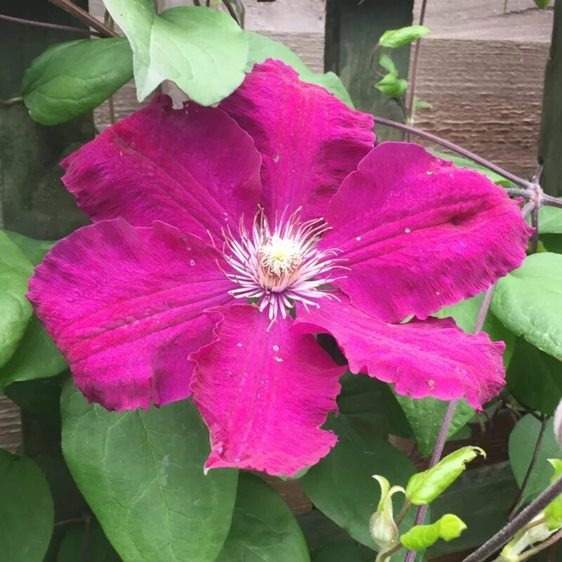 Клематис руж фото Clematis 'Rouge Cardinal', Clematis 'Red Cardinal' - uploaded by @frankie