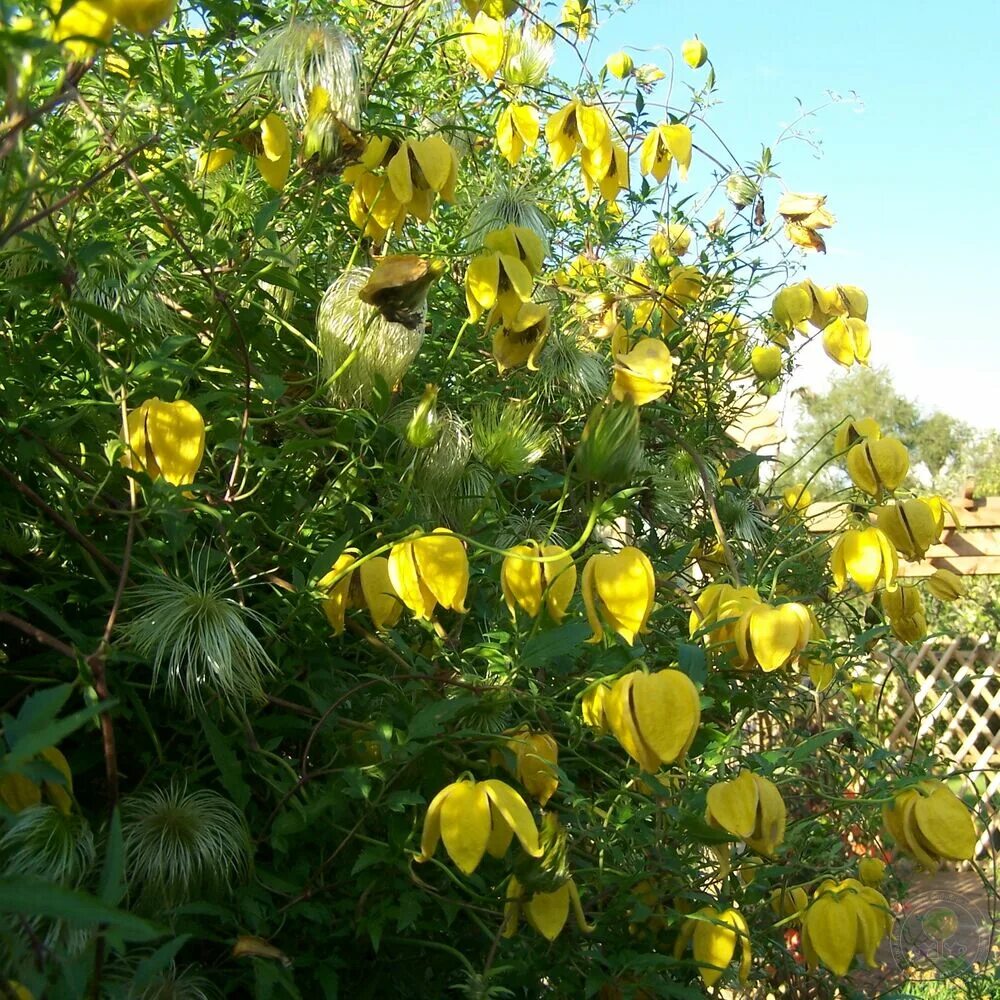 Клематис с желтыми цветами название фото Клематис Билл Маккензи (Clematis Bill MacKenzie) купить в Москве по низкой цене 