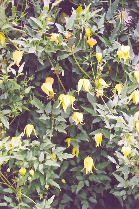 Клематис с желтыми цветами название фото Golden Clematis (Clematis tangutica) at Canadale Nurseries. JO: !! :) DIDNT KNOW