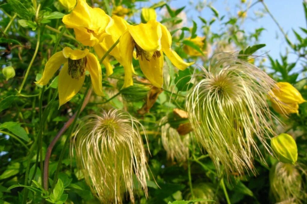 Клематис с желтыми цветами название фото Clematis mit langer Blütezeit: Tipps & Tricks zur Pflege Garden flower beds, Flo