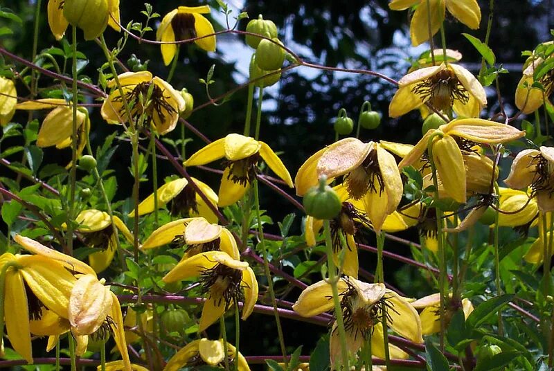 Клематис с желтыми цветами название фото КЛЕМАТИС, или ЛОМОНОС (CLEMATIS) / Многолетние лианы /Фотогалерея. Обсуждение на