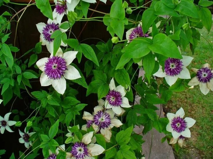 Клематис садовый фото Клематис: фотографии, сорта, посадка и уход, размножение Clematis, Trees to plan