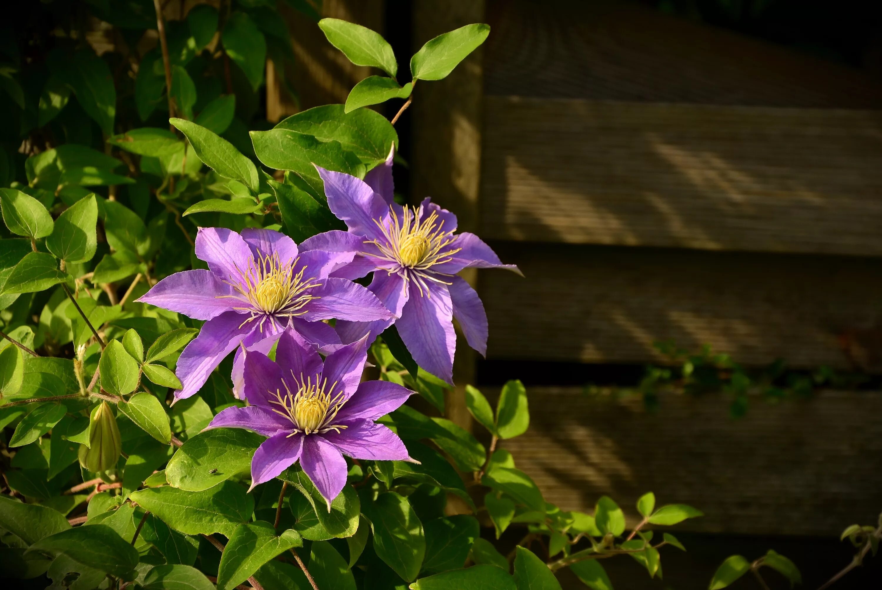 Клематис садовый фото Three purple Clematis flowers with green leaves in the sun Desktop wallpapers 10