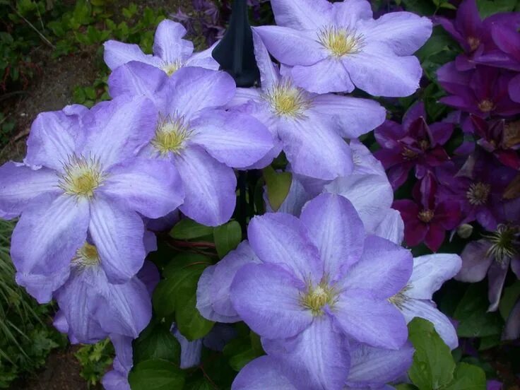 Клематис самаритянин джо описание и фото Clematis Clematis, Flowers, Bloom