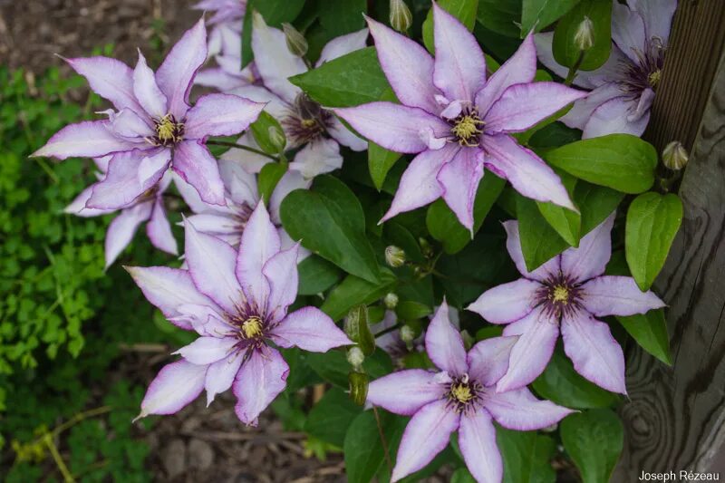 Клематис самаритянин джо описание и фото Clematis 'Samaritan Jo' - Papi Joe's Garden